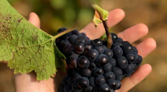 Table Grapes