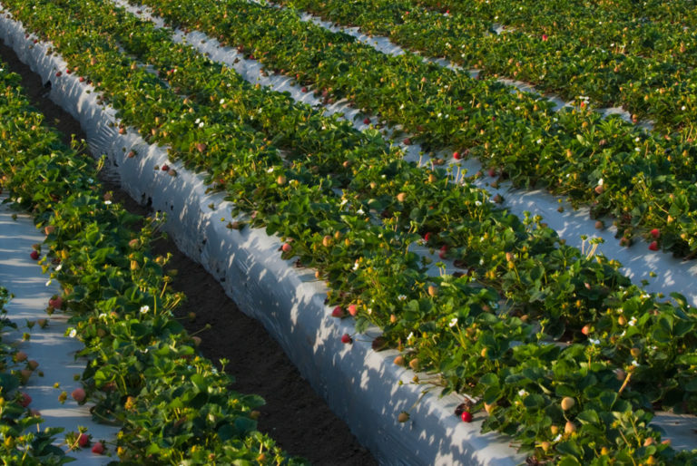 Mulch foil Agrobobica