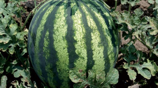 Watermelon