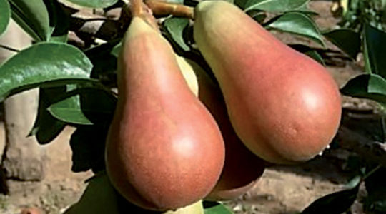 Pear seeders