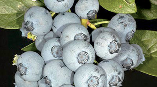 Seedlings blueberries