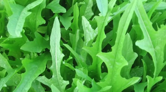 Rucola