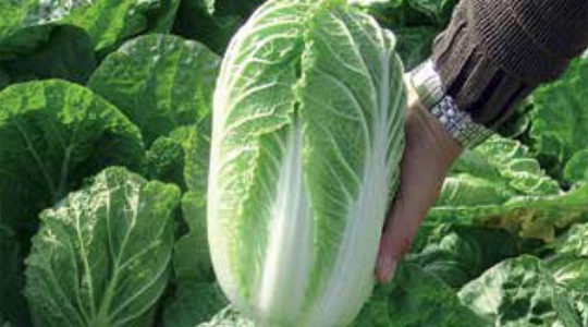 Chinese cabbage