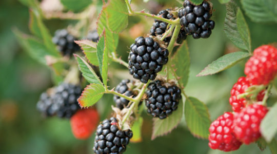 Seedlings of blackberry