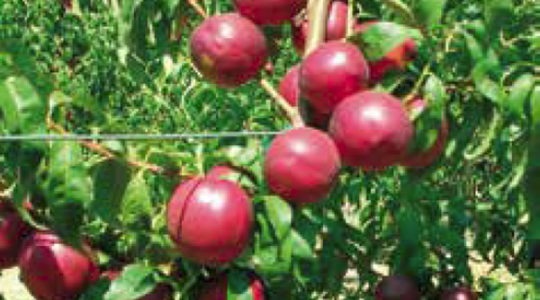 Nectarine seedlings