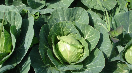 Cabbage