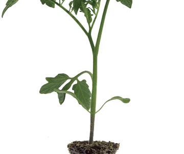 Vegetable seedlings