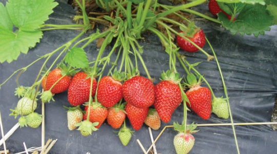 Strawberry seedlings