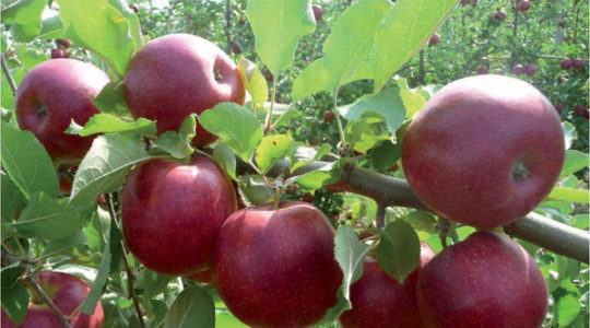 Apple seedlings