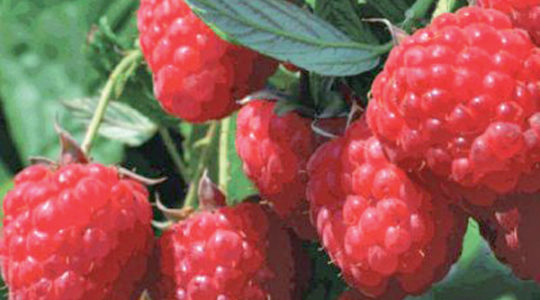 Raspberry seedlings