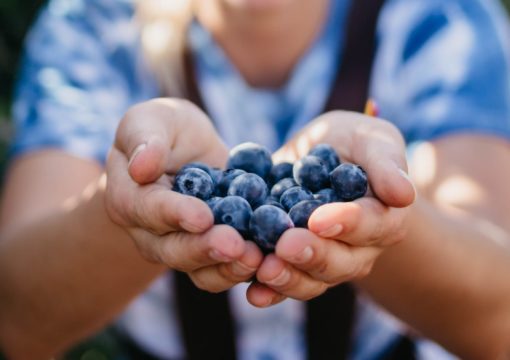 Podizanje, uzgoj i održavanje plantaža