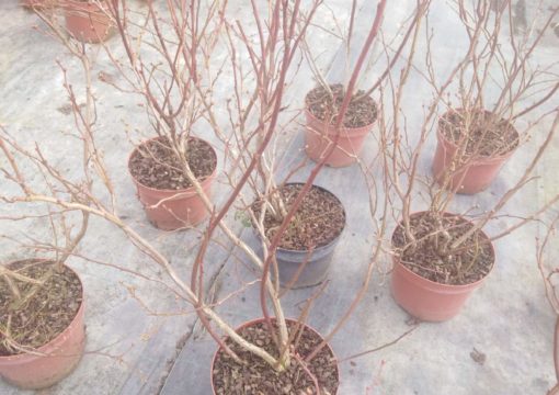 Prodaja trogodišnjih sadnica borovnice sorte Duke